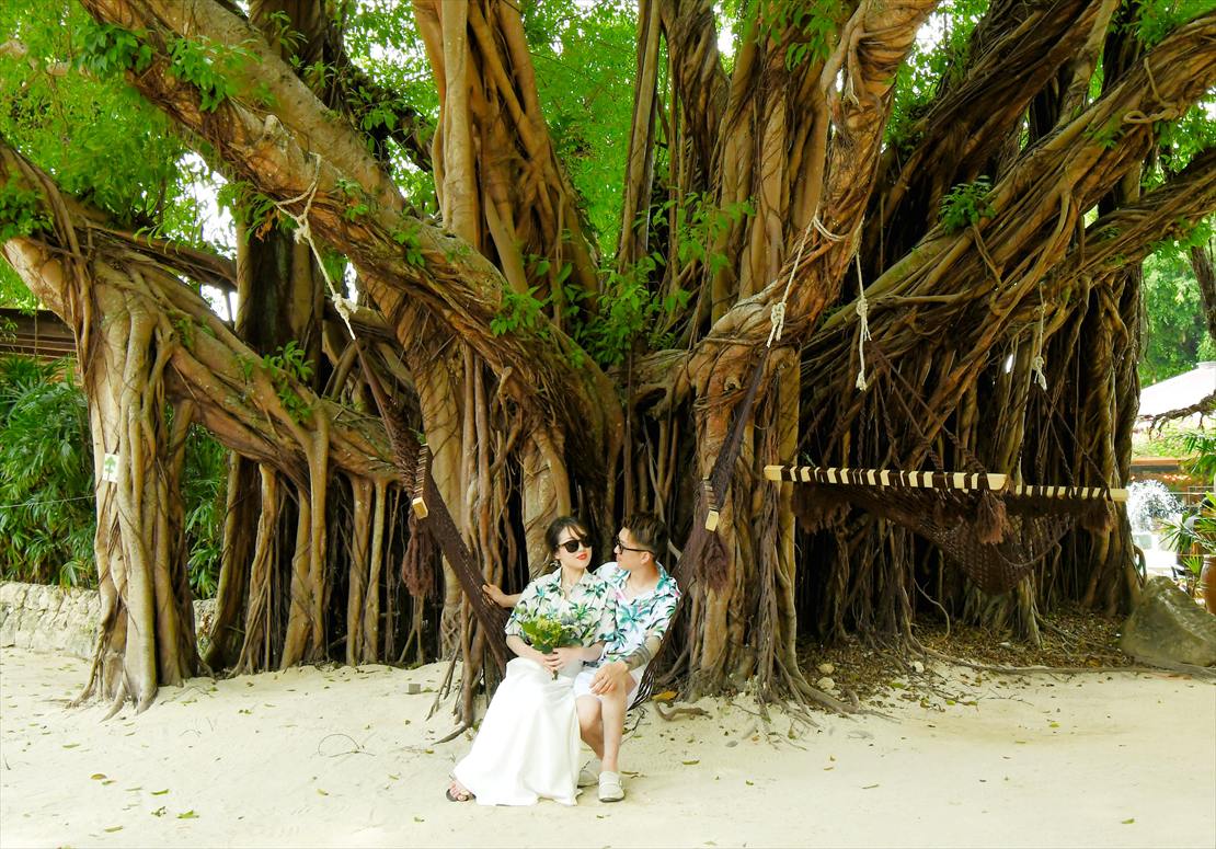 ブルーウォーター・マリバゴ・セブ結婚式　ホテル中央にそびえる大きなガジュマルツリー