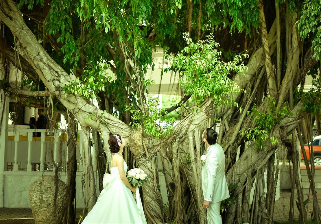 パシフィック・セブ・リゾート・セブウェディング　神秘的なガジュマルの大木